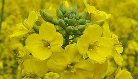 芜湖一周天气预报(芜湖一周天气预报2345) 芜湖一周天气预报(芜湖一周天气预报2345)
