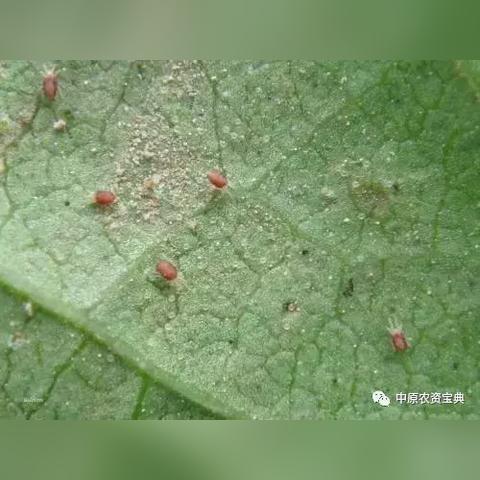 三门峡天气预报15天（三门峡天气预报15天准确一览表）