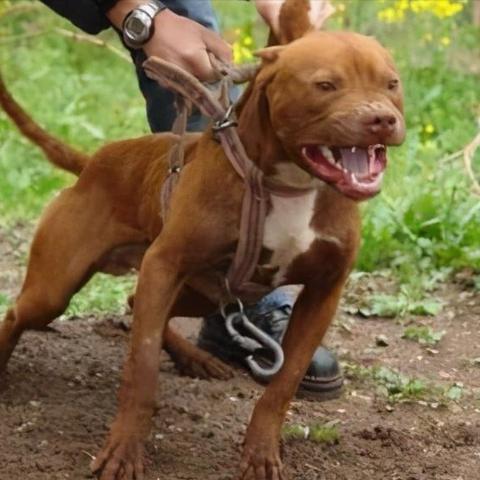 世界猛犬排行榜（世界猛犬排行榜第一名）